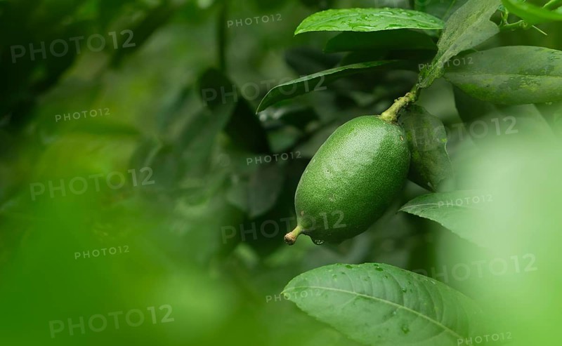 A single green lime hanging from a branch surrounded by leaves