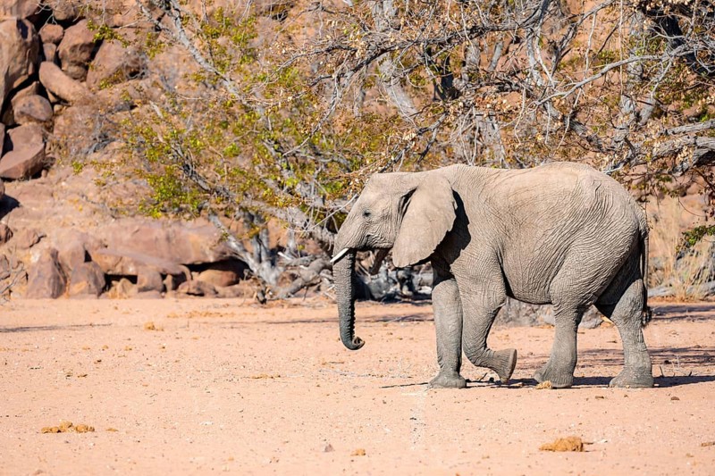 African elephant (Loxodonta africana), desert elephant in barren desert landscape, riverbed of the Ugab River, Damaraland, Erongo, Namibia