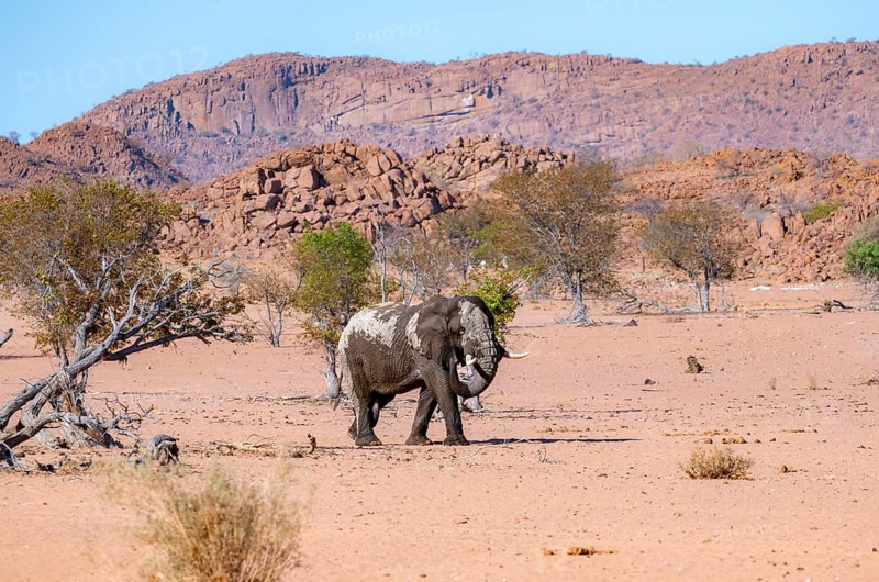 African elephant (Loxodonta africana), desert elephant in barren desert landscape, adult male, riverbed of the Ugab River, Damaraland, Erongo, Namibia