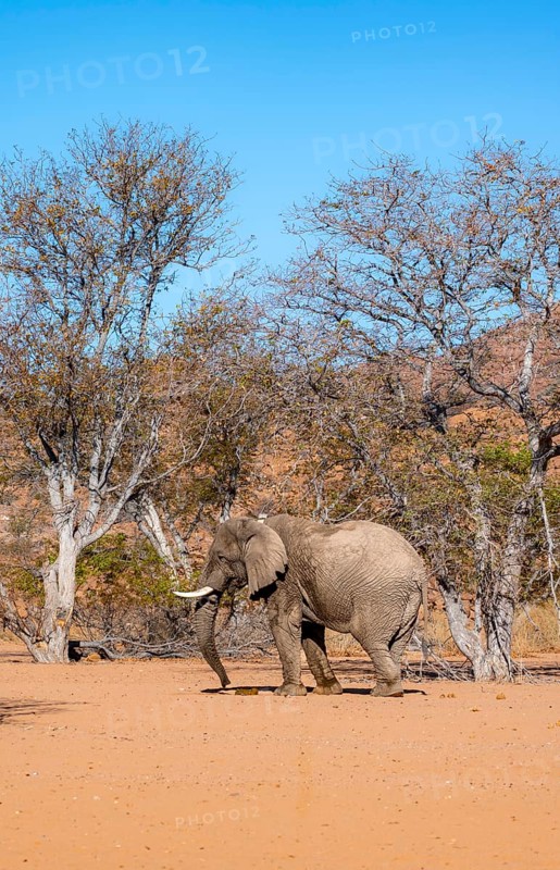 African elephant (Loxodonta africana), desert elephant in barren desert landscape, riverbed of the Ugab River, Damaraland, Erongo, Namibia