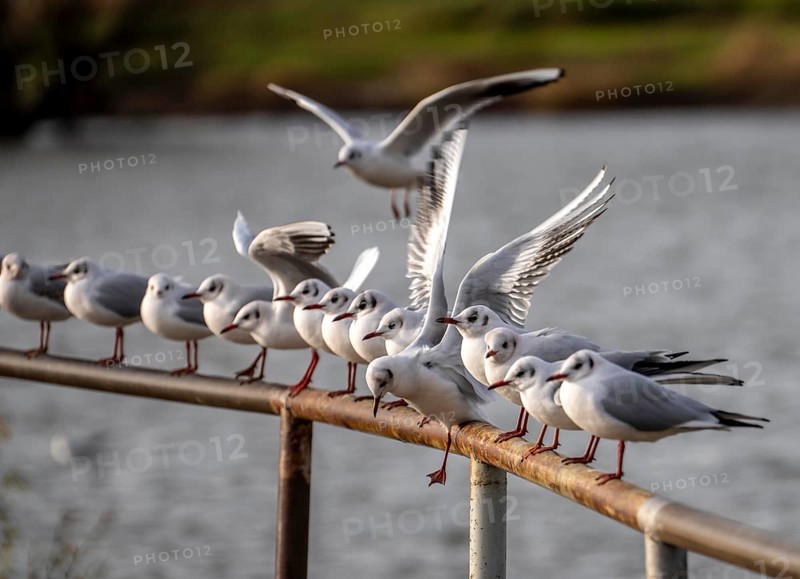 Black-headed gulls in winter dress, on a railing on the Rhine near Duisburg-Walsum, North Rhine-Westphalia, Germany
