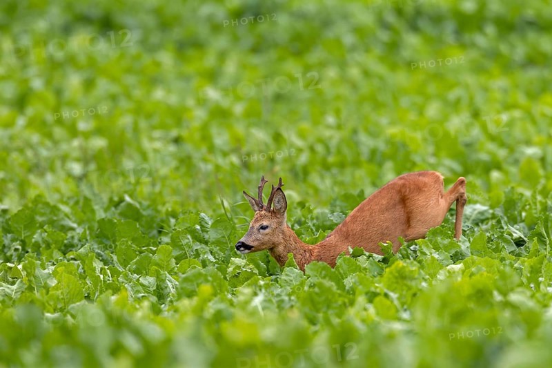 An old roebuck (Capreolus capreolus) purposefully follows the whistling of a doe ready to mate, leaf time, rut, roe rut, summer coat, Germany
