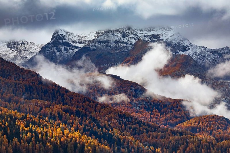 Coniferous forest with larch and spruce trees crossed by clouds of fog, Engadin, Canton of Graubünden, Switzerland