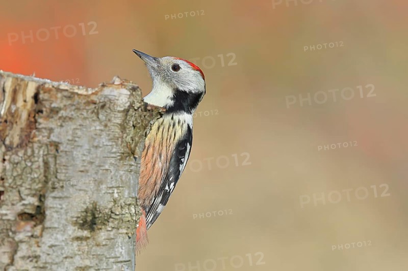 Middle woodpecker (Dendrocopos medius), foraging on the trunk of a common birch (Betula pendula), wildlife, woodpeckers, nature photography, autumn, Wilnsdorf, North Rhine-Westphalia, Germany