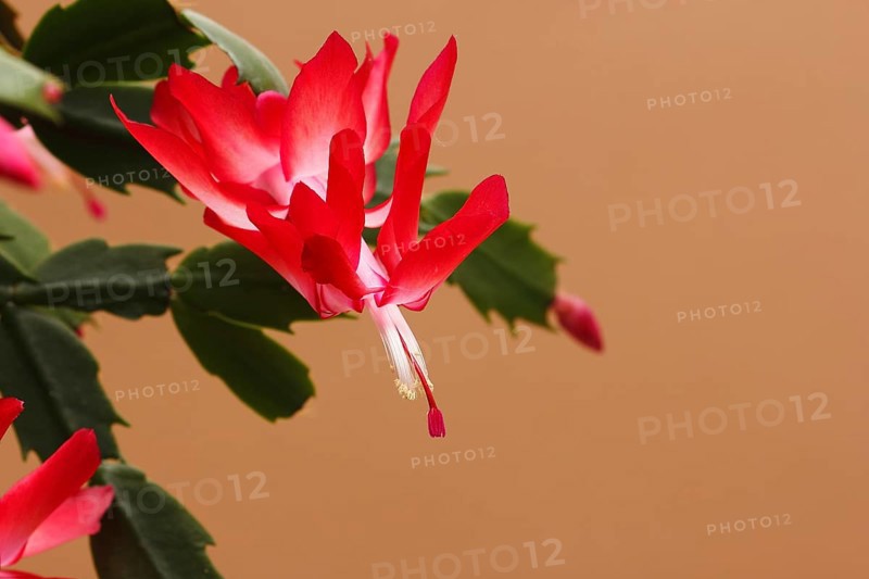 Christmas cactus (Schlumbergera truncata), flowers, in studio, North Rhine-Westphalia, Germany