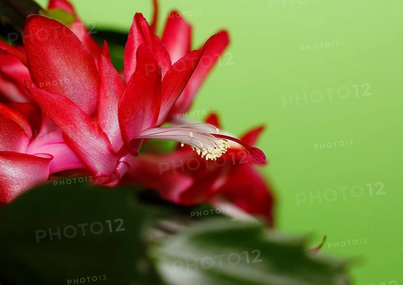 Christmas cactus (Schlumbergera truncata), flowers, in studio, North Rhine-Westphalia, Germany