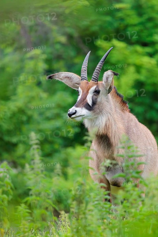 A roan antelope (Hippotragus equinus) stands in a green meadow with tall vegetation. South Africa