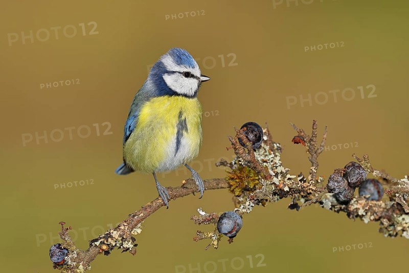 Blue tit (Parus caeruleus), sitting on a branch in a blackthorn bush, (Prunus spinosa), sloes, with ripe fruit, autumn, wildlife, animals, tit family, songbird, birds, Wilnsdorf, North Rhine-Westphalia, Germany