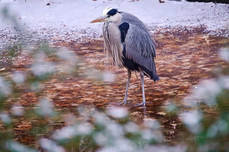 Grey heron in late autumn, Germany