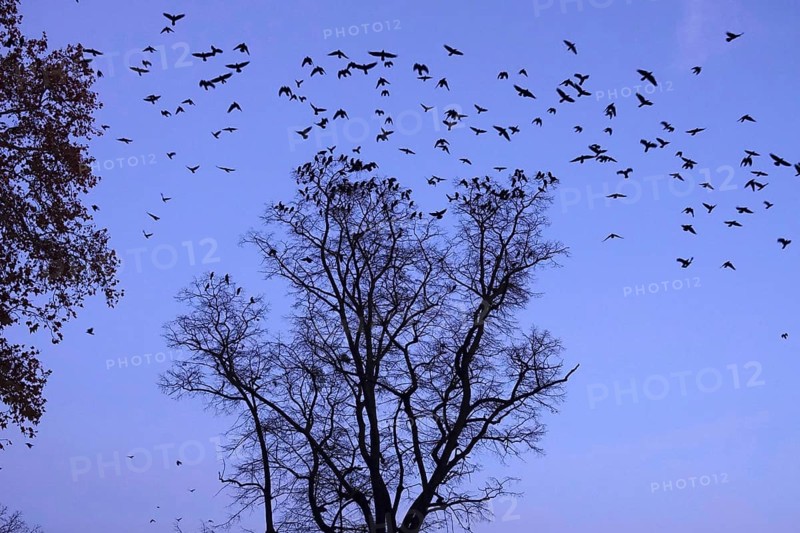 Crows on a tree in late autumn, Germany