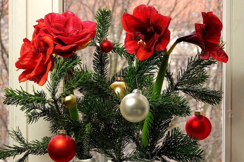Christmas bouquet with Christmas tree balls and amaryllis, Germany
