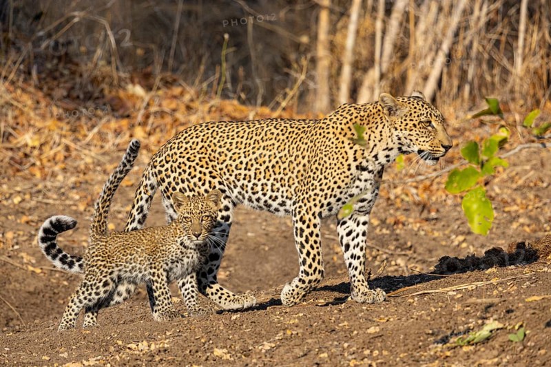 Leopard (Panthera pardus) female with 4 month old cub Zambia