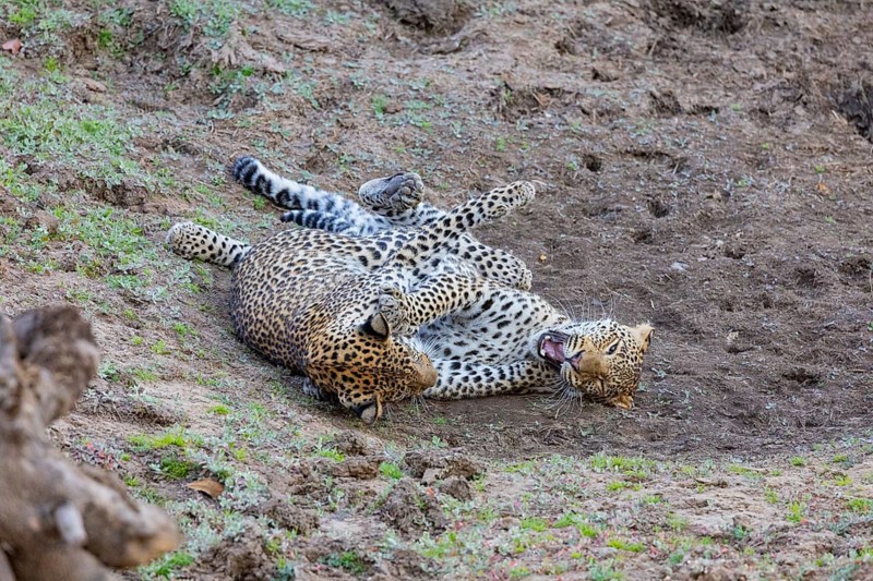 Leopard (Panthera pardus) two cubs 12 month old playing Zambia