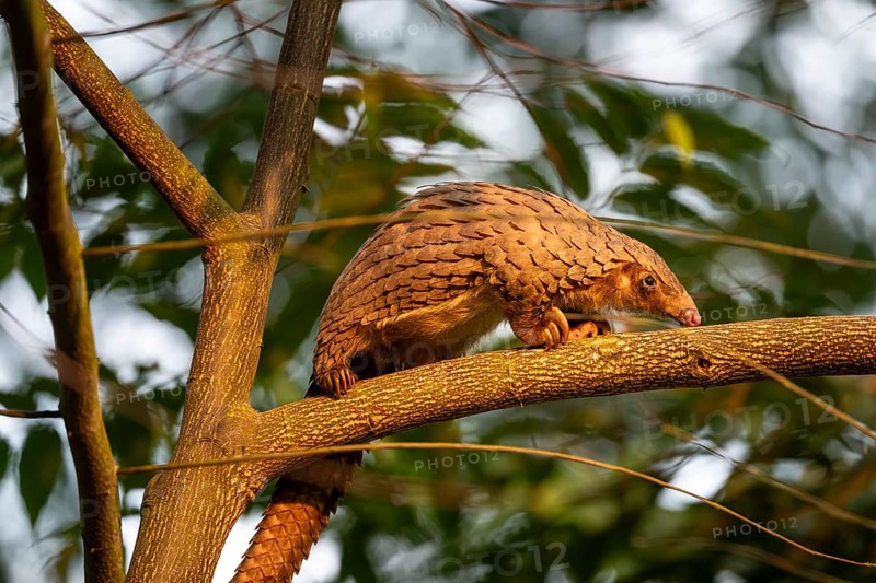 Pangolin climbing a tree, white-bellied pangolin (Phataginus tricuspis, Manis tricuspis), Western Region, Pangolin Rescue Center, Uganda