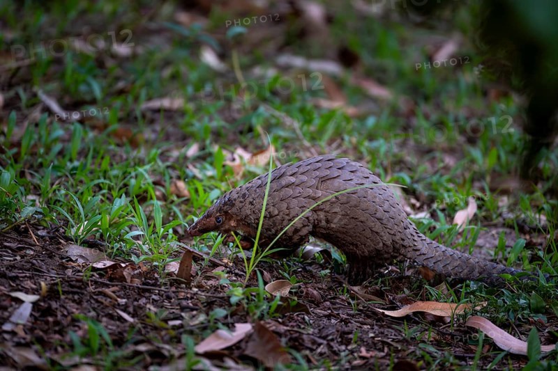 Pangolin on the ground, white-bellied pangolin (Phataginus tricuspis, Manis tricuspis), Western Region, Pangolin Rescue Center, Uganda