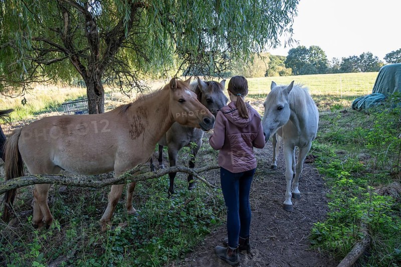 Young girl with her horses in the pasture, Othenstorf, Mecklenburg-Western Pomerania, Germany