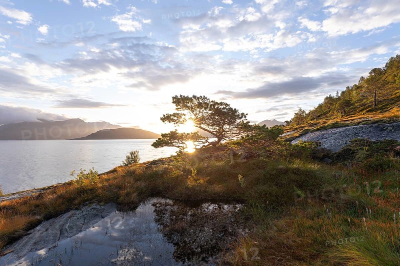 Scots pine with sun stars on the Norwegian fjord. Sunrise at Bodø, Nordland, Norway