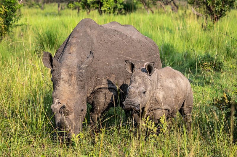 Southern white rhino (Ceratotherium simum simum) with juvenile, Ziwa Rhino Sanctuary, Uganda