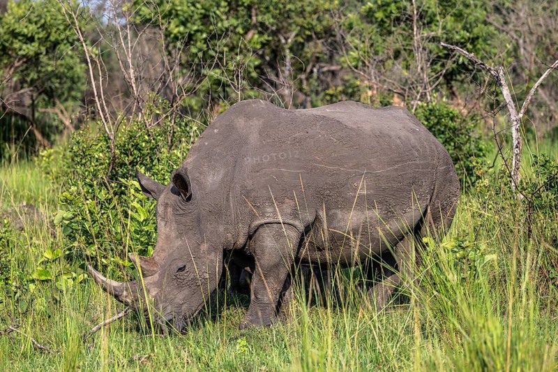 Southern white rhino (Ceratotherium simum simum), Ziwa Rhino Sanctuary, Uganda