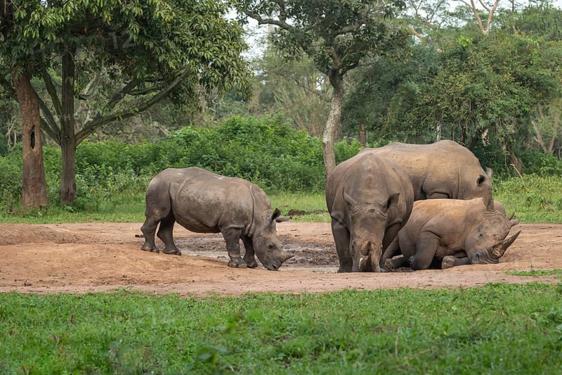 Southern white rhino (Ceratotherium simum simum), several animals at a watering hole, Ziwa Rhino Sanctuary, Uganda