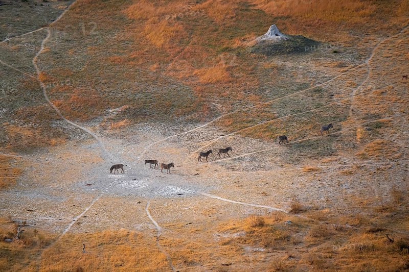 Steppe zebras (Equus quagga) grazing in arid landscape, aerial view, Okavango Delta, Botswana