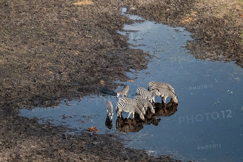 Steppe zebras (Equus quagga) drinking by the river, aerial view, Okavango Delta, Botswana