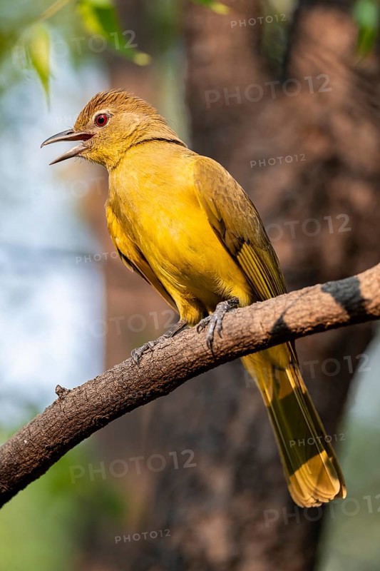 Yellow-bellied Greenbul (Chlorocichla flaviventris), Yellow-bellied Greenbul, Zambezi Region, Caprivi Strip, Namibia