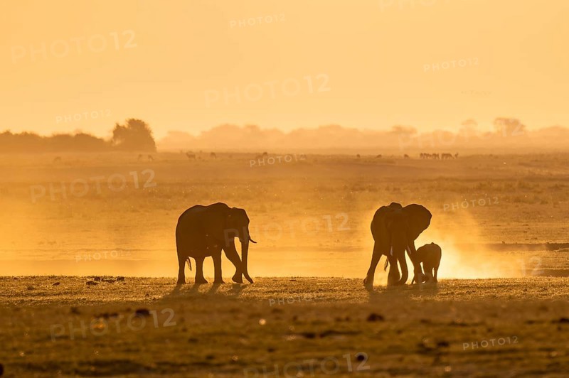 African elephant (Loxodonta africana), silhouette, sunset, atmospheric light, Ihaha, Chobe National Park National Park, Botswan