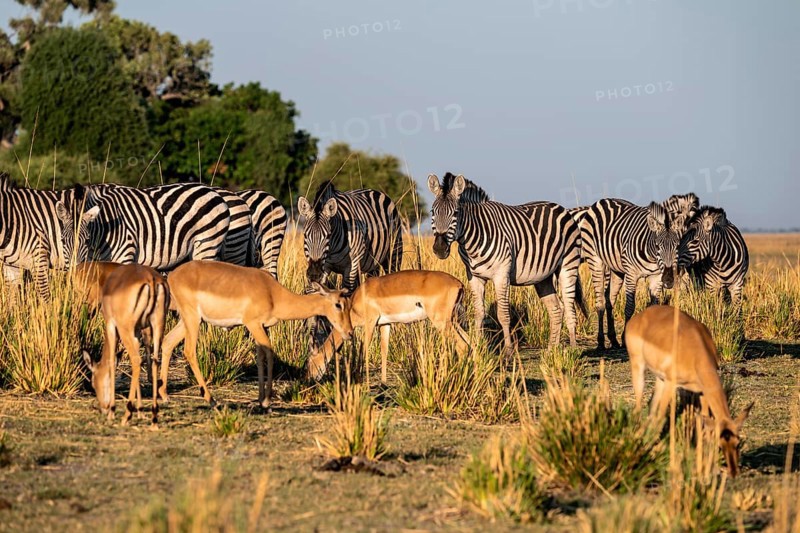 Impalas and steppe zebras (Equus quagga), atmospheric lighting, Ihaha, Chobe National Park National Park, Botswan