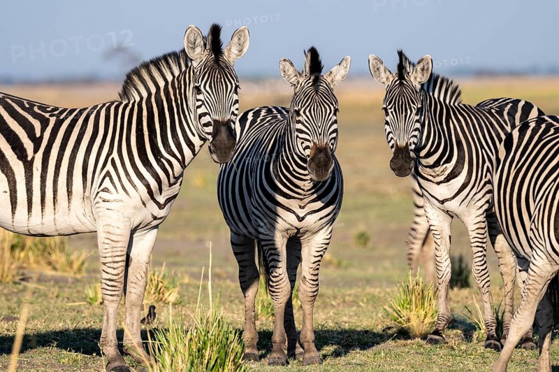 Herd of Steppe Zebras (Equus quagga), Ambient Light, Ihaha, Chobe National Park National Park, Botswan
