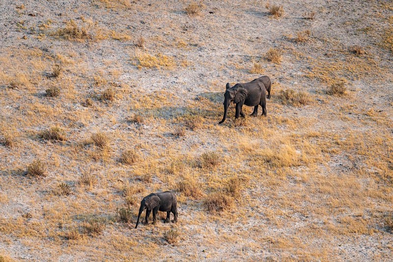 African elephant (Loxodonta africana) in dry savanna, aerial view, Okavango Delta, Botswana