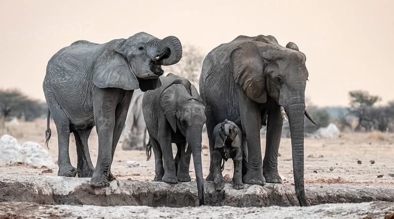 Animal family with baby elephant, African elephants (Loxodonta africana), drinking at the waterhole, dramatic reflection in the water, Nxai Pan National Park, Botswana