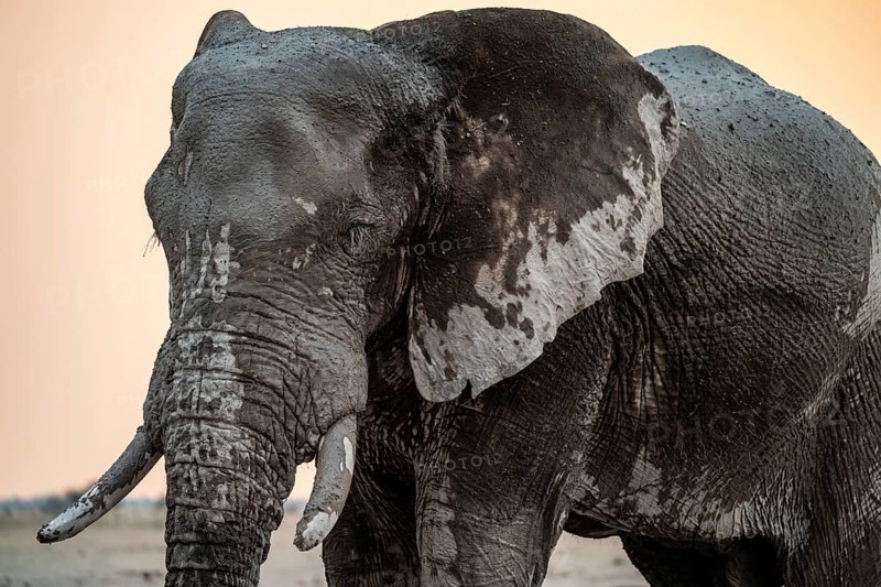 Animal Portrait, Dramatic African Elephant (Loxodonta africana), at a waterhole, Nxai Pan National Park, Botswana