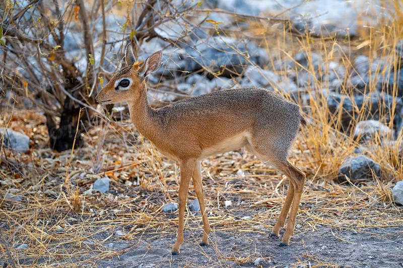 Kirk's Dik-dik (Madoqua kirkii), adult animal in the undergrowth, Etosha National Park, Namibia