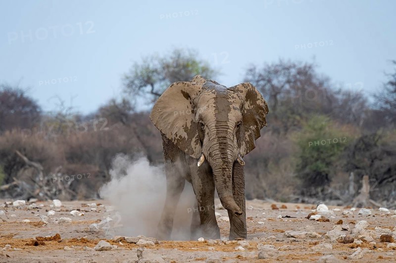 African elephant (Loxodonta africana), taking a mud bath and dusting, Etosha National Park, Namibia