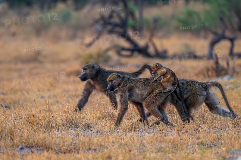 Chacma baboons (Papio ursinus) adults and young animals foraging, Third Bridge, Okavango Delta, Moremi Game Reserve, Botswana