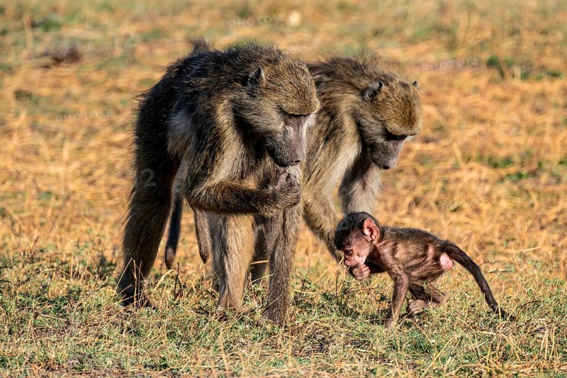 Young animal playing with mother, bear baboons (Papio ursinus), Ihaha, Chobe National Park National Park, Botswan