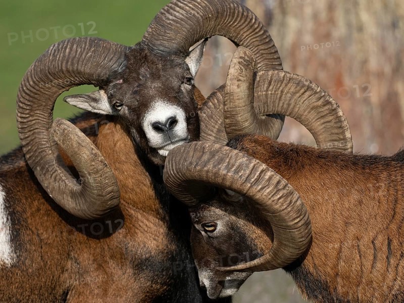 Two grouches have wedged their horns, North Rhine-Westphalia, Germany