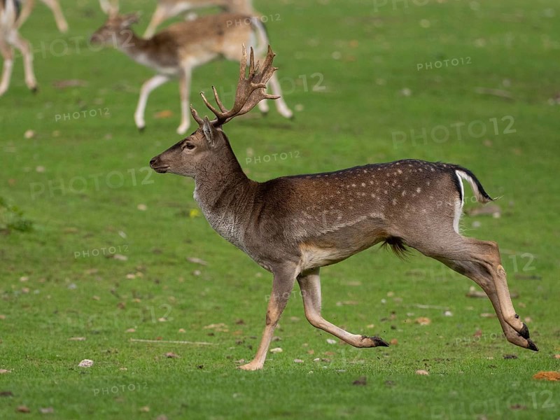 Young fallow deer running, North Rhine-Westphalia, Germany