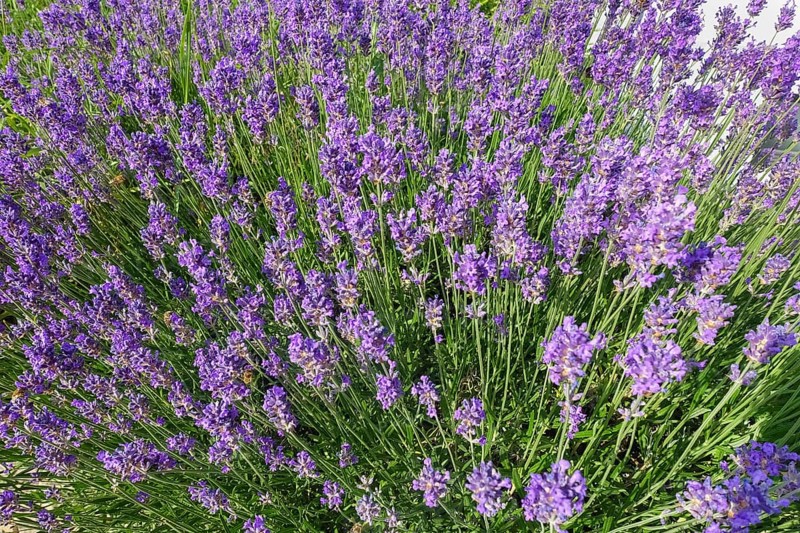 Lavender (Lavandula angustifolia), narrow-leaved lavender, ornamental plant, medicinal plant, purple flowers, flower bed, gardens, Germany