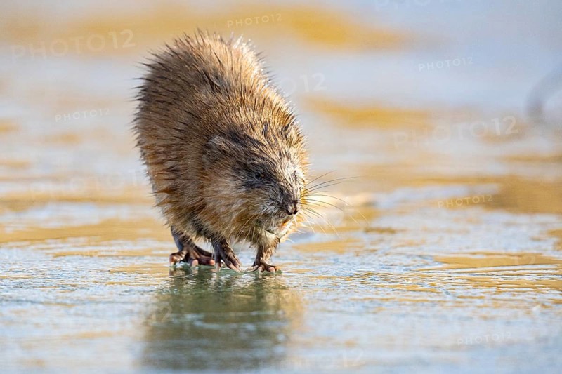 Muskrat (Ondatra zibethicus) walks across the ice on frozen lake Germany