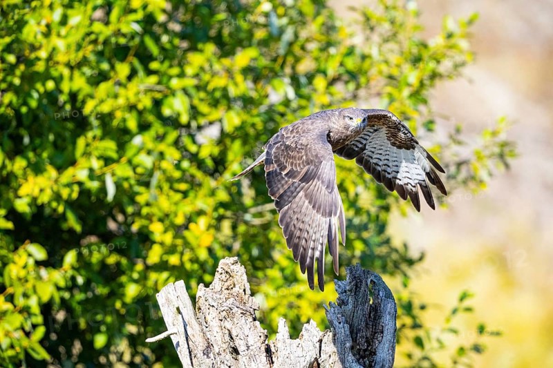 Common Buzzard (Buteo buteo) Germany