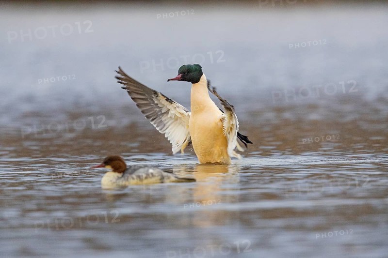 Goose säger (Mergus merganser) ml Germany