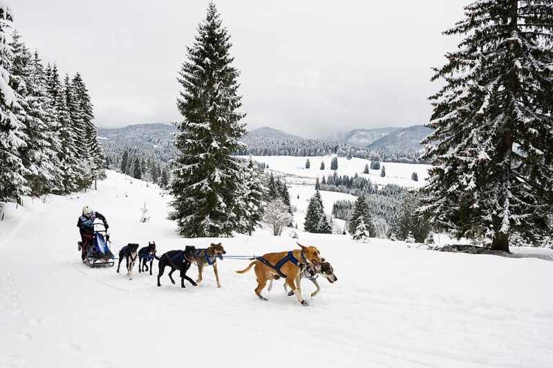 Sled dog racing, Todtmoos, Black Forest, Baden-Württemberg, Germany