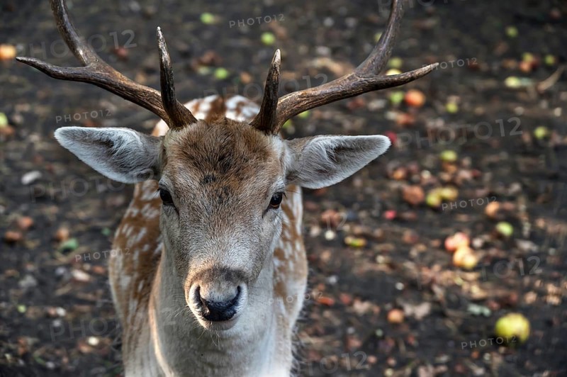 Fallow deer (Dama dama) in an outdoor enclosure in the forest, Mecklenburg-Western Pomerania, Germany