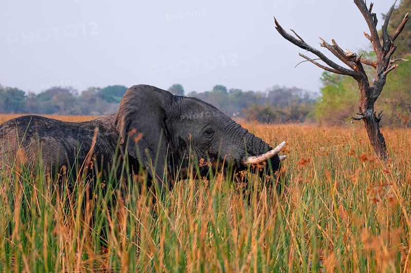African elephant (Loxodonta africana), elephants on the riverbank between river grass, Thamalakane River, Okavango Delta, Botswana