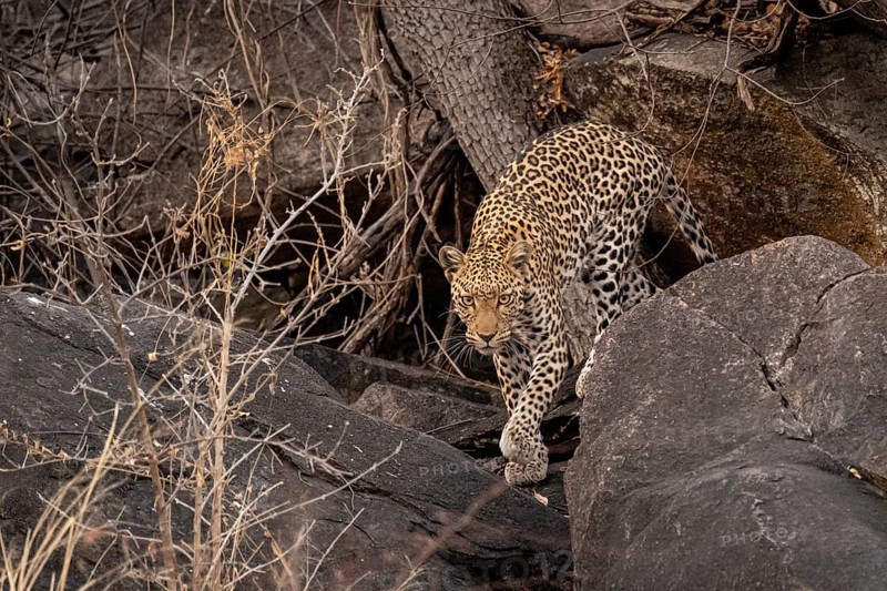 Female, leopard (Panthera pardus) in rocks, Savuti, Chobe National Park, Botswana