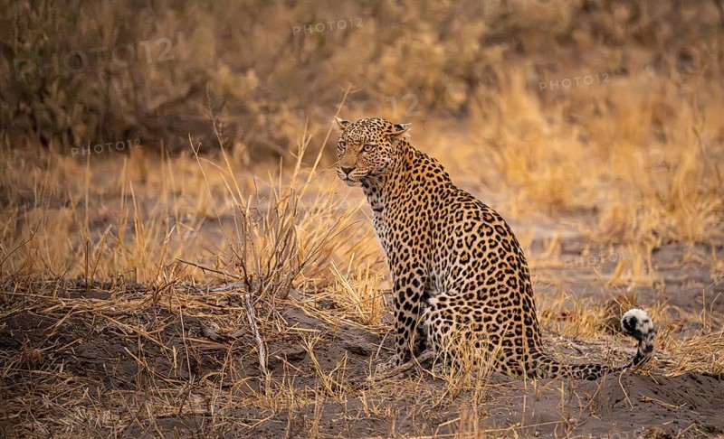 Female, leopard (Panthera pardus) sitting, dry grass, Savuti, Chobe National Park National Park, Botswana