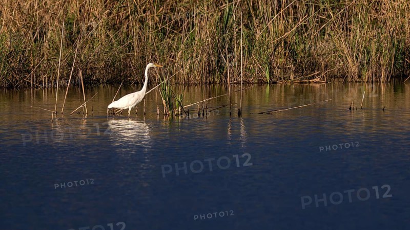 Great egret (Egretta alba) standing in shallow water, Naturquartier Grosswilfersdorf, Grosswilfersdorf, Styria, Austria