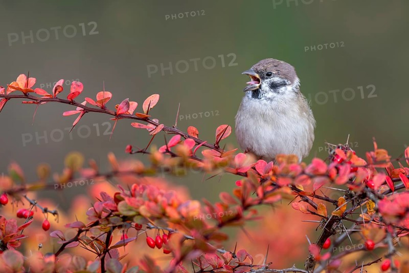 Tree sparrow (Passer montanus) sitting in a barberry bush, Littlewood Ranch, Limbach, Burgenland, Austria